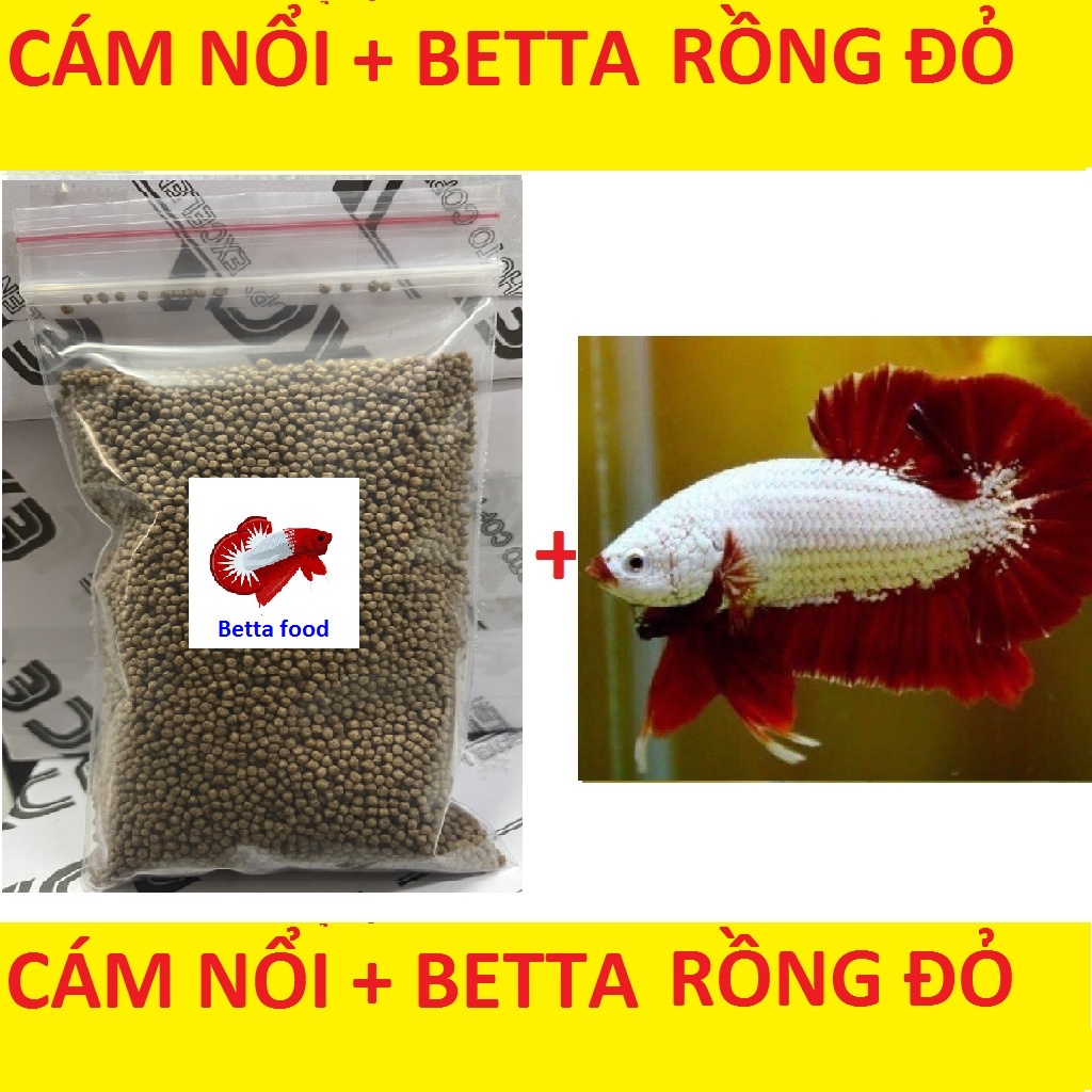 CÁM BETTA 10G TẶNG BETTA RỒNG ĐỎ