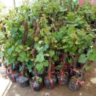 Cây Nho ninh thuận
