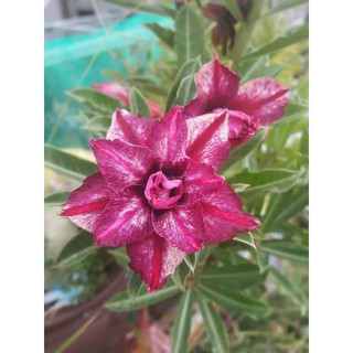 Cây hoa sứ thái kép đủ màu