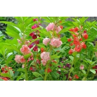 Hạt giống hoa Trà Phụng Tiên F1 dễ trồng tỉ lệ nảy mầm cao hoa mix màu