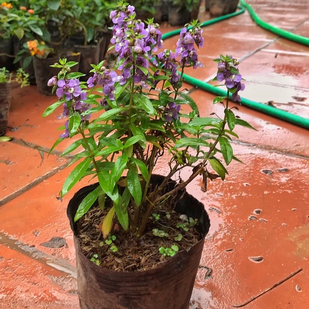 Cây hoa ngọc hân (violet nhật) ⚡️GIÁ GỐC TẠI VƯỜN⚡️cao 20cm hoa nở đẹp dễ trồng và chăm sóc thích hợp trang trí sân vườn