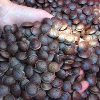 Combo 5KG HẠT SACHI SẤY ĂN LIỀN