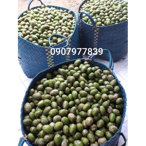 Trái Cóc Thái / Cây Giống Cóc Thái