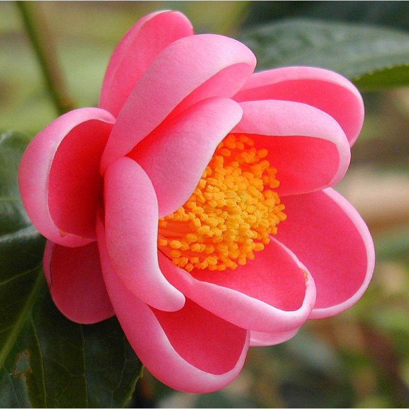 (Q.8 - GIAO 1-3H) Cây HOA HẢI ĐƯỜNG thân gỗ siêu hoa.