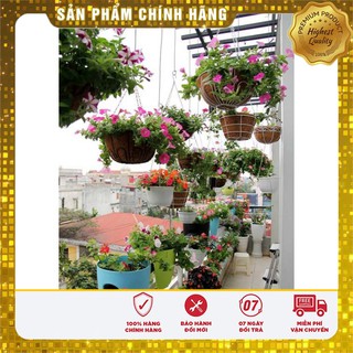 COMBO 10 loại hạt giống hoa ban công nở quanh năm hoa ban công 02