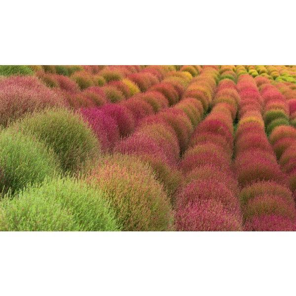 Hạt giống cỏ đổi màu ( tặng kèm phân bón , kích mầm )