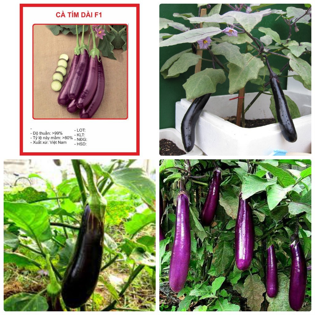 Hạt giống cà tím dài F1