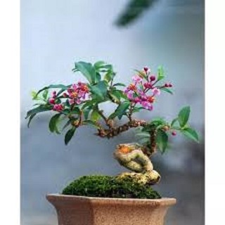 combo 3  bầu cây giống Hồng ngọc mai bonsai , cây giống gửi đi nguyên bầu