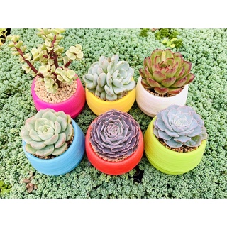 Chậu sen đá từ a->z SONDA garden (gồm cây, đất, chậu) khoẻ đẹp, lỗi 1 đổi 1