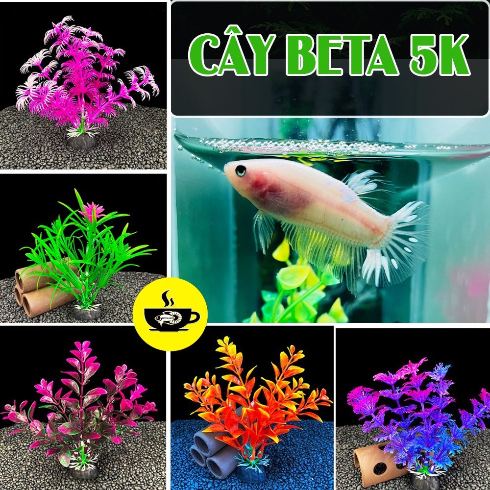 Cây BETTA CELLO - BETTA COFFY - Trang Trí Hồ Cá