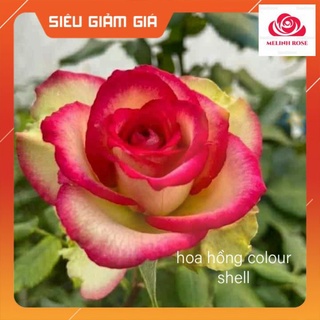 Hoa Hồng COLOR SHELL có cánh màu hồng nhẹ với viền đậm màu hơn, cánh ngoài mặt dưới có màu xanh, viền hồng- Melinhrose