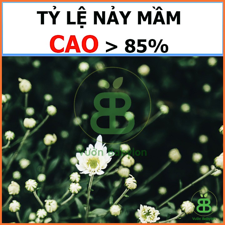 Hạt Giống Cúc Họa Mi