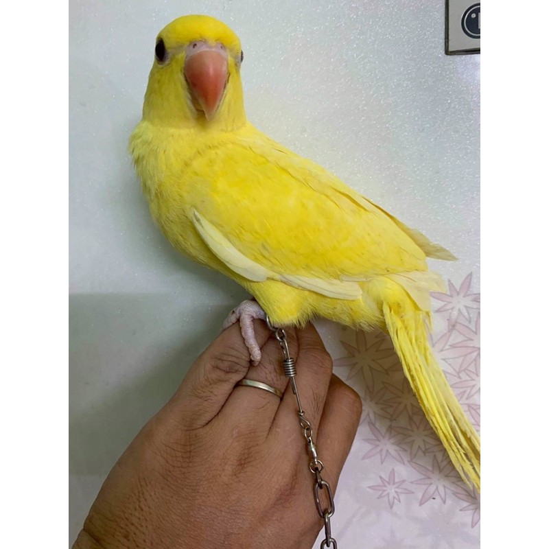 Xích hàn inox cho chim vẹt # 20cm.