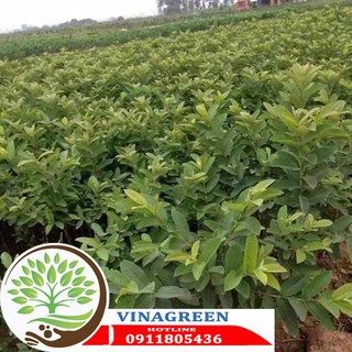 ổi găng, ổi tứ quý đông dư