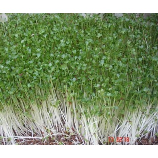 RAU MẦM TÂN TÂY LAN (NGỌT)