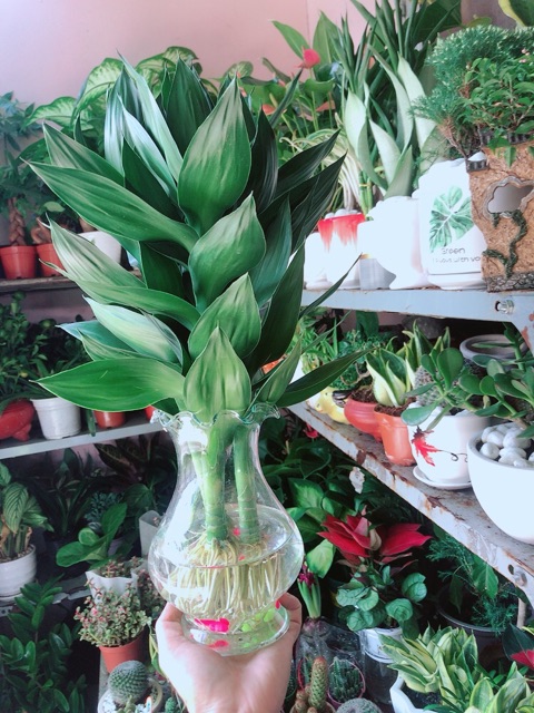 Chậu Cây Phát Tài Búp Sen