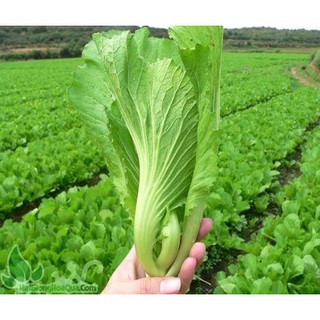 Combo 2 Gói Hạt Giống Cải Bẹ Dưa