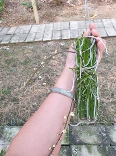 Lan căn diệp hàng thái chuẩn gỗ xịn