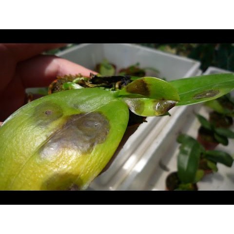 Mancozeb - 80 Thailand thuố.c diệt và ngừa cho hơn 400 loại nấm mốc hũ 100g