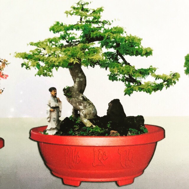 Chậu bonsai 30cm