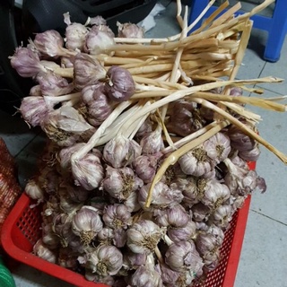 Tỏi bắc ngon 500gr