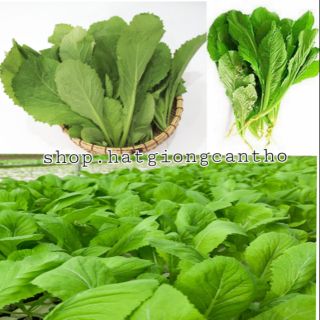 Hạt giống cải bẹ xanh cao sản