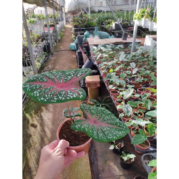Chậu cứng Caladium Bicolor size trung