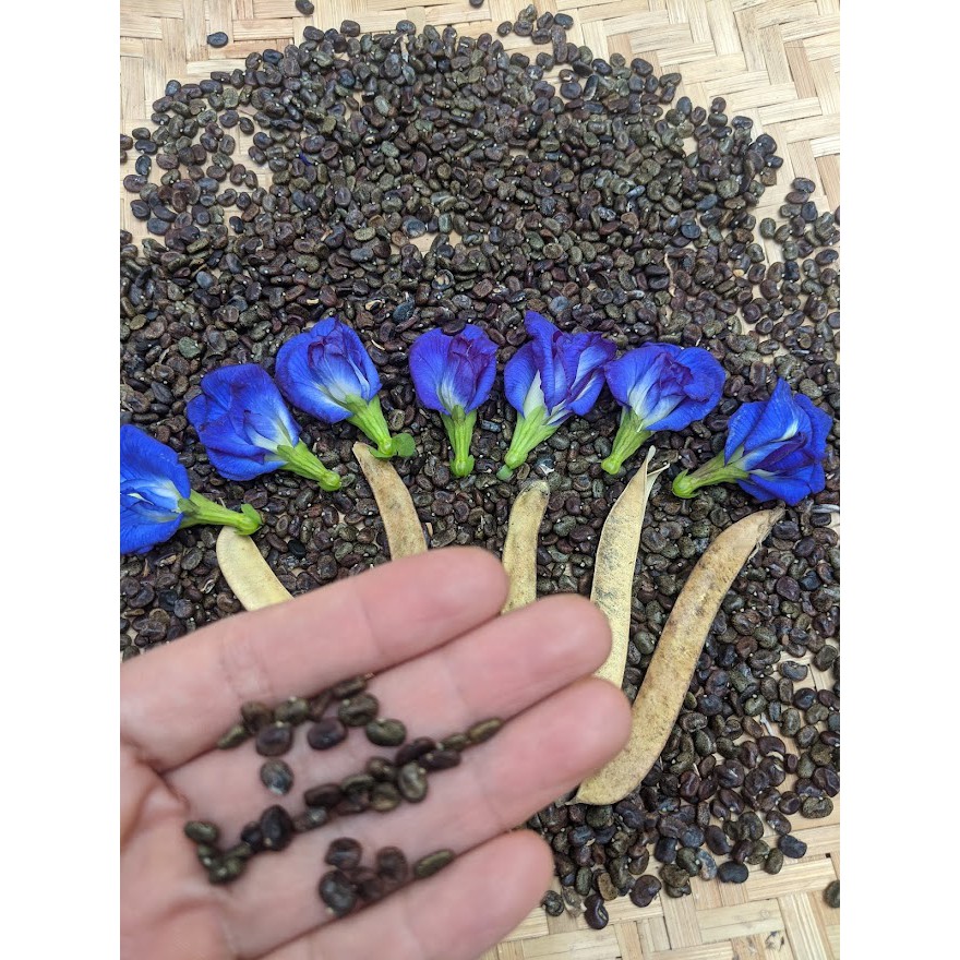 Hạt giống hoa đậu biếc cánh kép