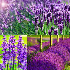 100 hạt giống hoa oải hương Lavender màu tím siêu thơm