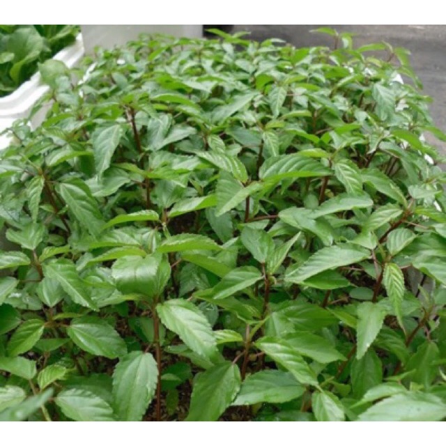 Hạt giống rau đay (10g)