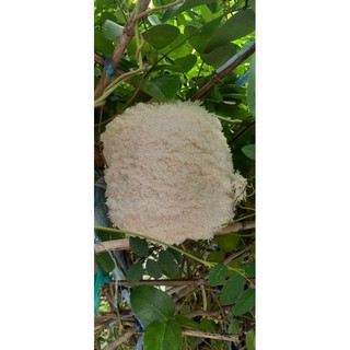 Len xù cuộn 100g