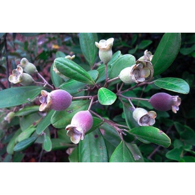 1Kg Quả Sim Khô Hoà Bình