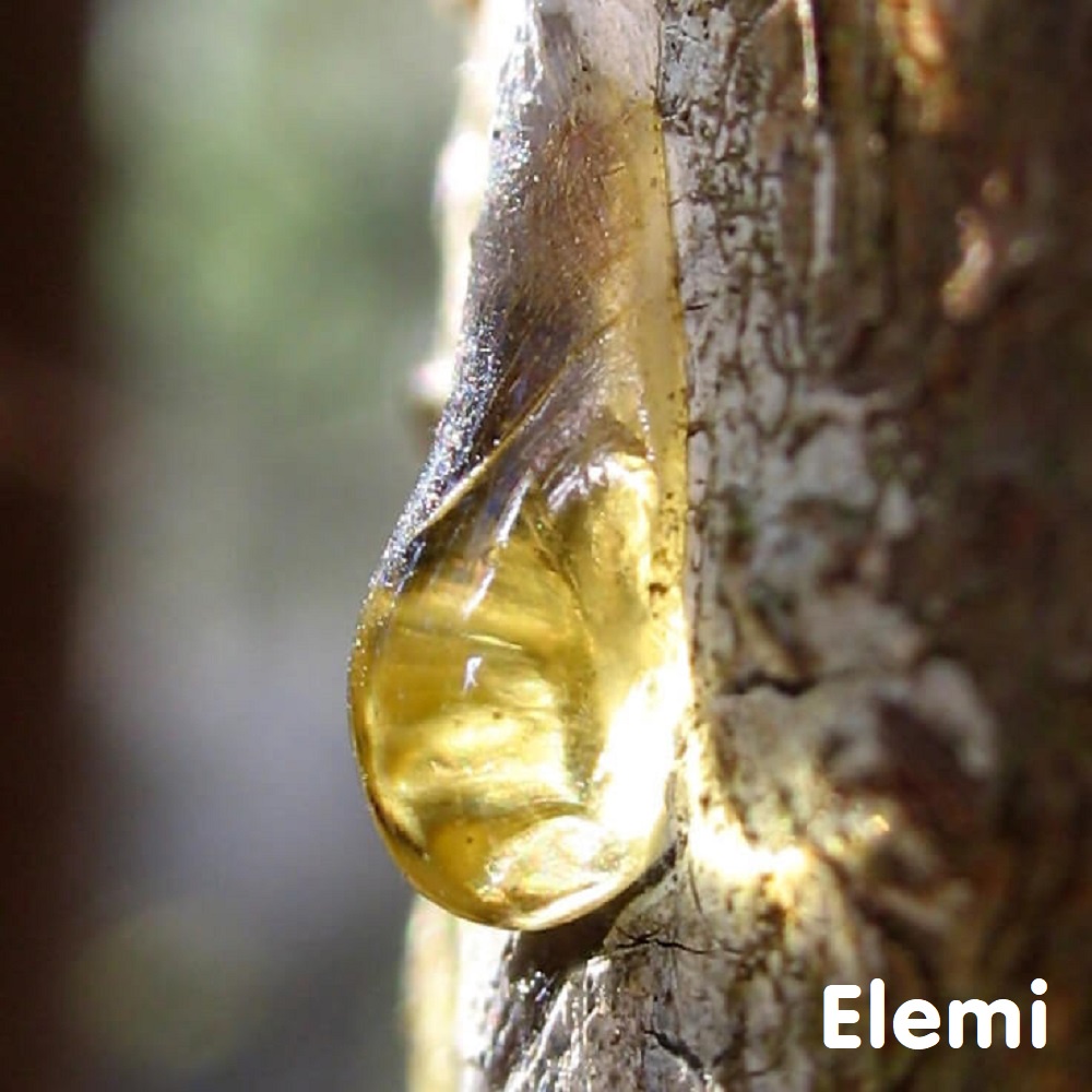 Tinh dầu nhựa trám dầu Elemi Essential Oil (nhựa cây Pili)