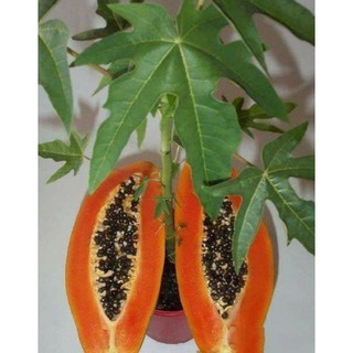 Cây giống Đu Đủ lùn (siêu trái)