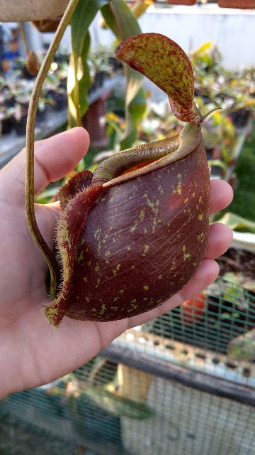 Cây nắp ấm N. x rowanae