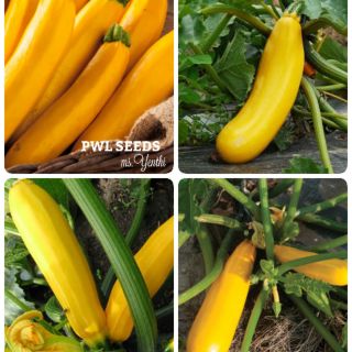 [PWL SEEDS] YELLOW ZUCHINNI SQUASH- BÍ NGỒI VÀNG MỸ, HẠT GIỐNG 3 HẠT/ỐNG