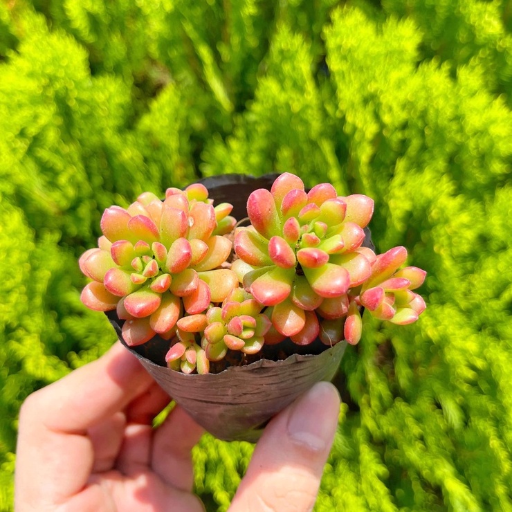 Sen đá sedum cam 5-7cm - Vườn sen đá
