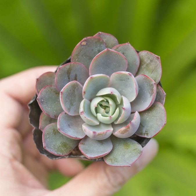 Viền tím giống mới 5-7cm - Vườn sen đá