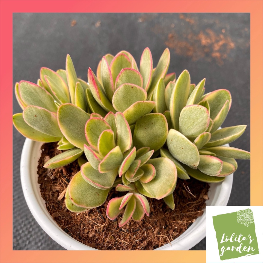 Sen đá bướm var mini Đà Lạt size trung bình cây cảnh trang trí nhà cửa Lolita garden