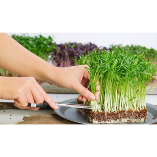 Gói 100g Hạt giống rau mầm rau muống VN _ Thế Giới Rau Mầm