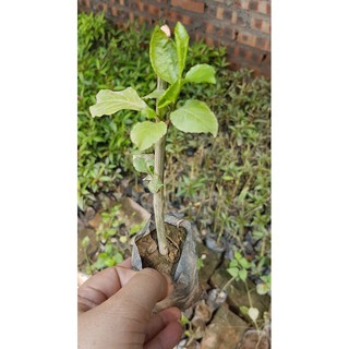 [ Xả - Cắt Lỗ ] Combo 3 cây bạch hoa xà - Cây trong bầu ươm đã ra rễ khỏe mạnh