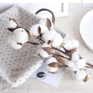 [Hoa bông decor] Hoa khô cành bông gòn sấy lạnh trang trí