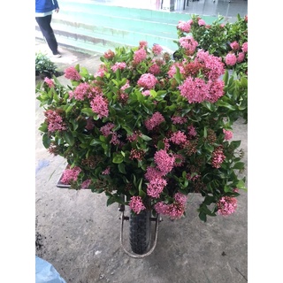 bông trang ( mẫu đơn ) Hồng phấn lá chanh
