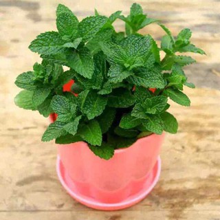 HẠT GIỐNG CÂY HÚNG BẠC HÀ