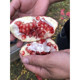 Cây lựu ấn độ