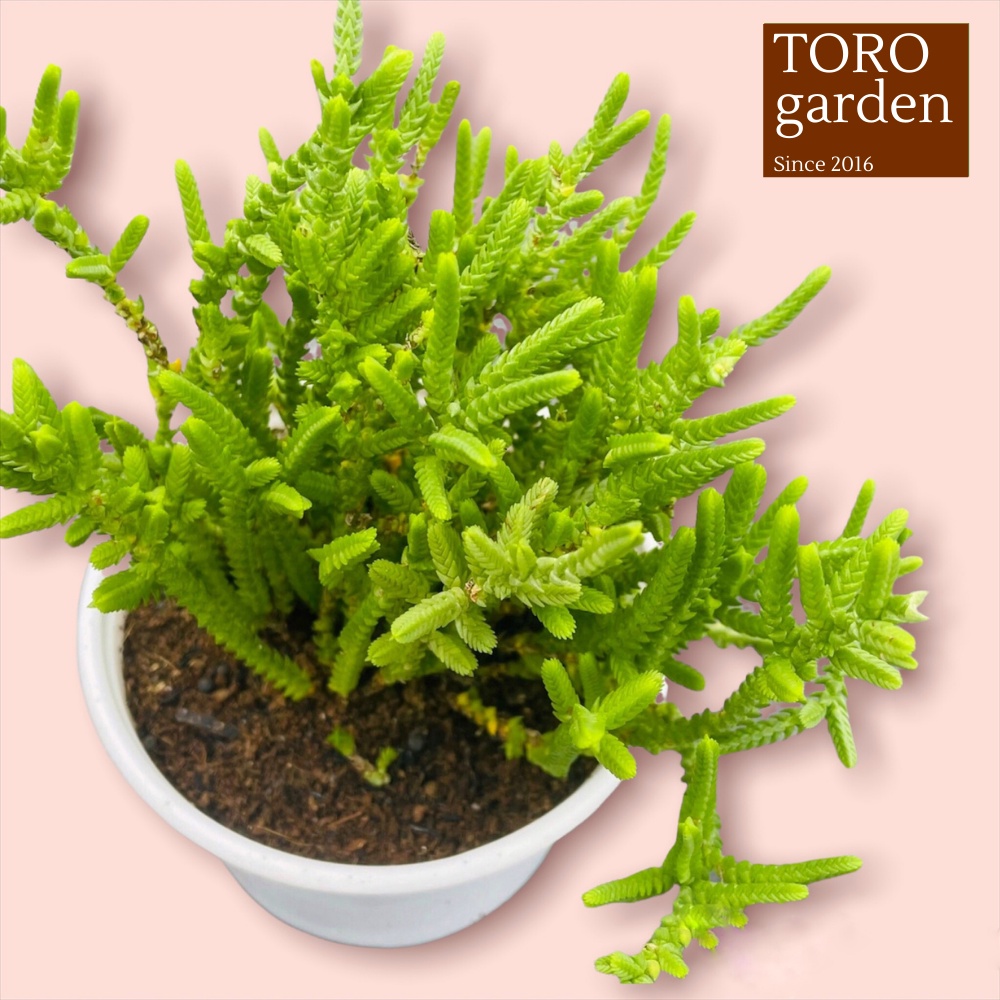 Cỏ trúc xanh Đà Lạt size trung bình cây cảnh trang trí nhà cửa Toro garden