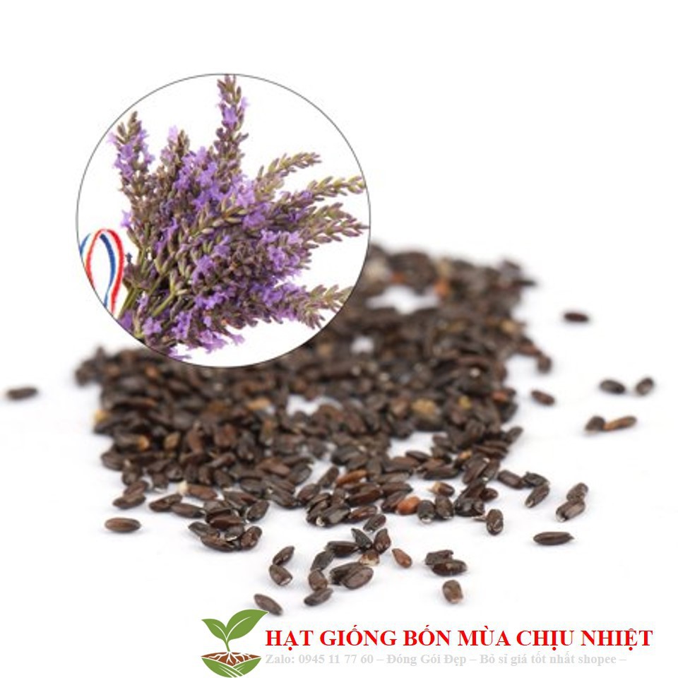 Hạt Giống Hoa Oải Hương 4 mùa/Lavender  ĐẾN MÙA TRỒNG TẾT luckyseed hạt siêu rẻ