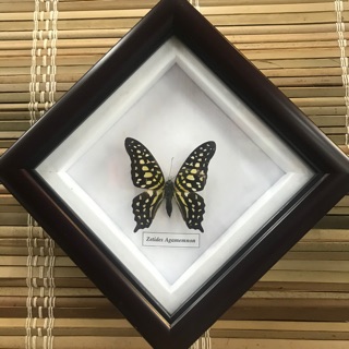 Tranh Bướm Tiêu Bản