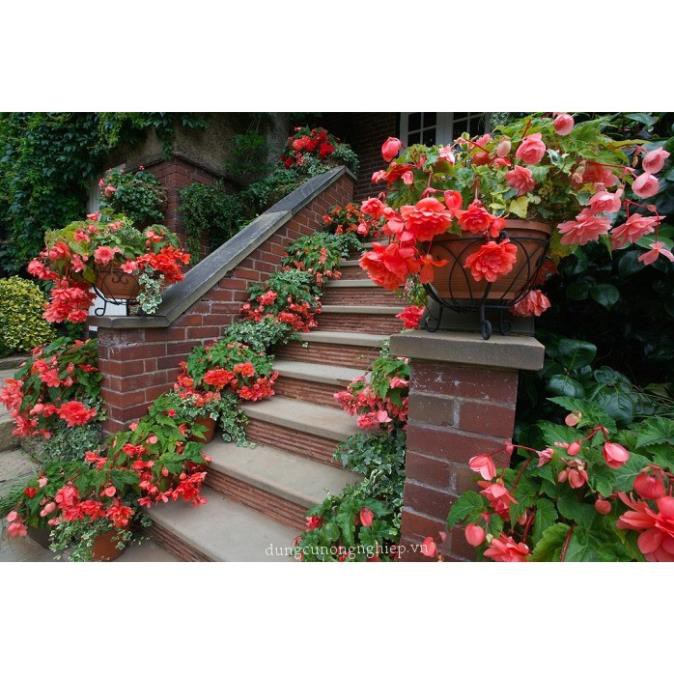 THU HẢI ĐƯỜNG-CHẬU ĐANG HOA + Tặng 01 cây dâu da đất