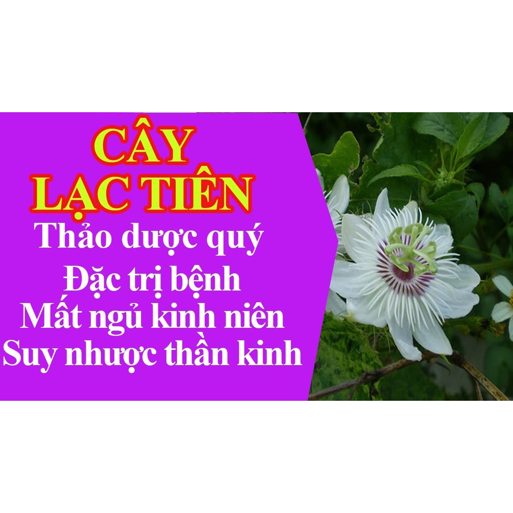 Cao lạc tiên 100g hỗ trợ chứng mất ngủ, đau đầu, mệt mỏi, suy nhược thần kinh, an thần, ngủ ngon MLT | BigBuy360 - bigbuy360.vn